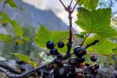 29-Ribez